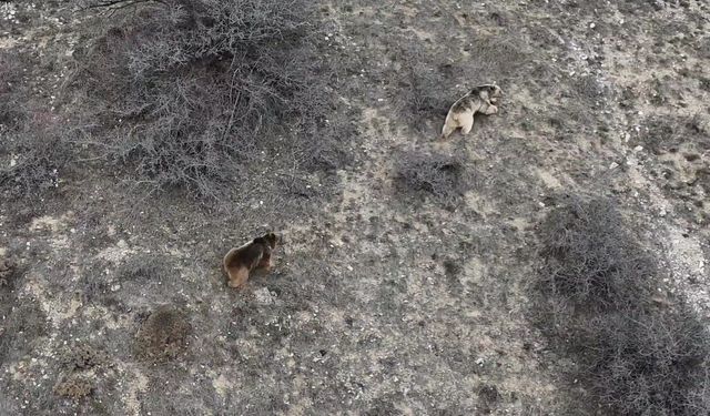 Erzincan'da kış uykusundan uyanan ayılar havadan görüntülendi