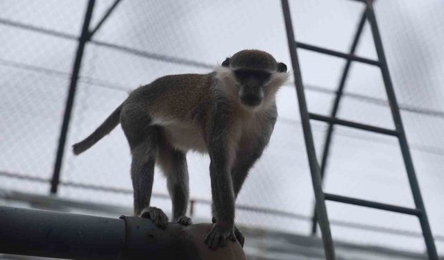 Firari maymun ikinci kez yakalanarak koruma altına alındı