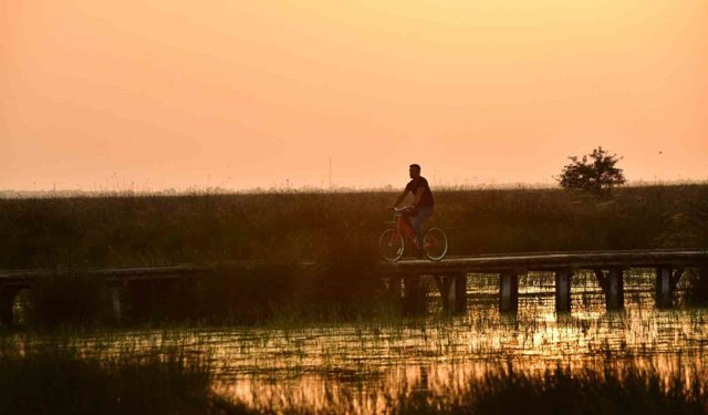 Kızılırmak Deltası Kuş Cenneti'nde bahar coşkusu