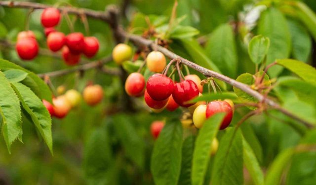 Kuzey yarımkürenin ilk kirazı rekor fiyatla satıldı