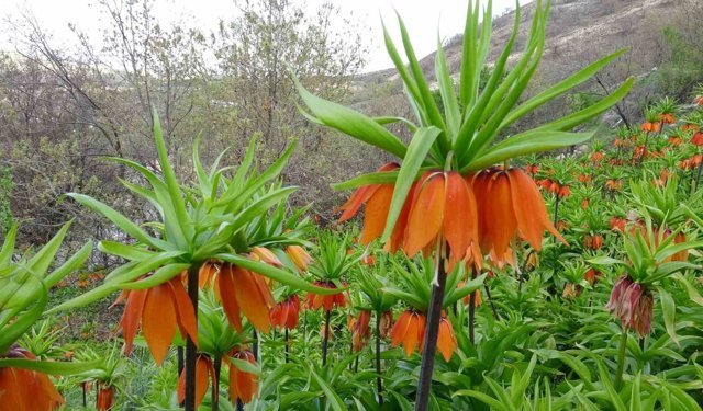 Malatya'da ters laleler doğayı renklendirdi