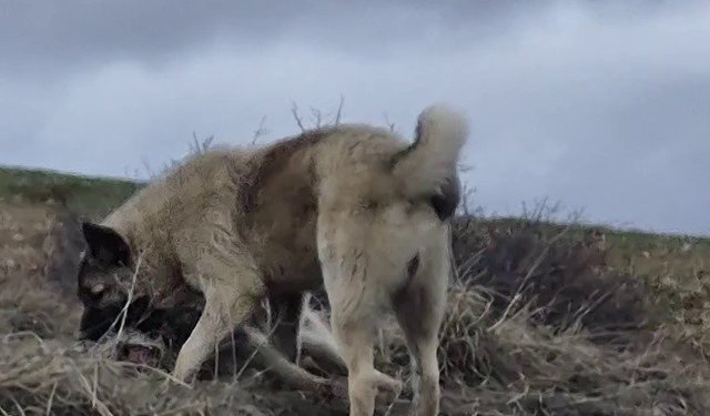 Rus güzele gönlünü kaptıran kangala kadınlardan tepki: 'Bizim erkeklerimiz böyledir'