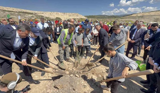 Taşınan her zeytin ağacına karşılık fidan: Milas'ta 4 bin zeytin toprakla buluştu