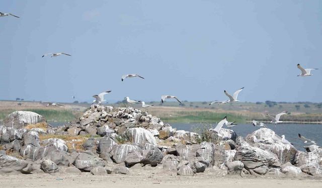 Türkiye'nin en büyük adası Gökçeada'da en büyük ada martısı kolonisi