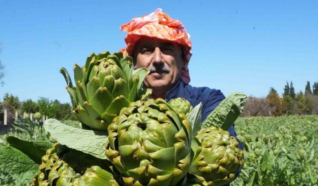 Urla'da sakız enginarının hasat mesaisi sürüyor