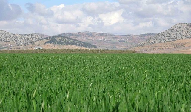 Yağışlar buğday üreticisinin yüzünü güldürdü