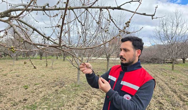 Zirai don olaylarına karşı meyve bahçelerinde kontroller sürüyor