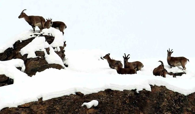 Zirvesi karla kaplı dağda gezinen dağ keçileri havadan görüntülendi