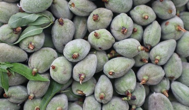 Mersin’de gençler, çağla hasadı yapacak