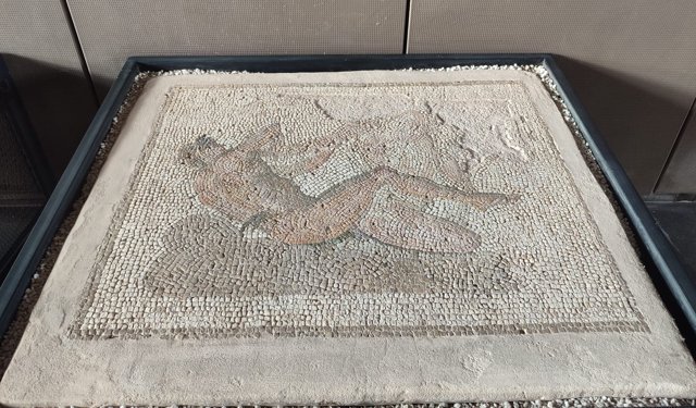 Hermaphrodit mozaiği ilgi çekiyor