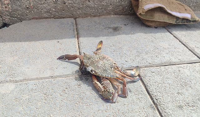 Amatör balıkçının oltasına yengeç takıldı