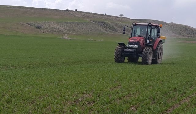 Ahlat'ta buğday tarlalarında gübre mesaisi
