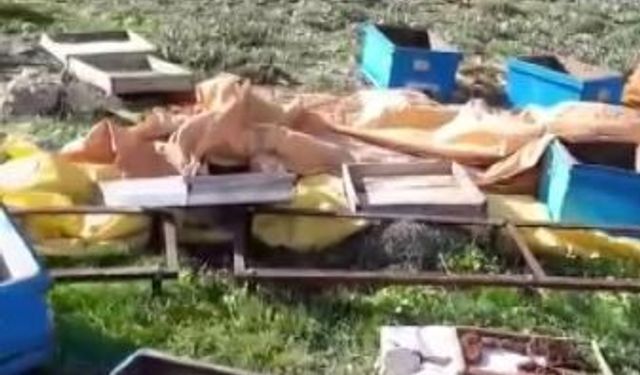 Aç kalan ayı kovanları parçaladı, kaçarken görüntülendi