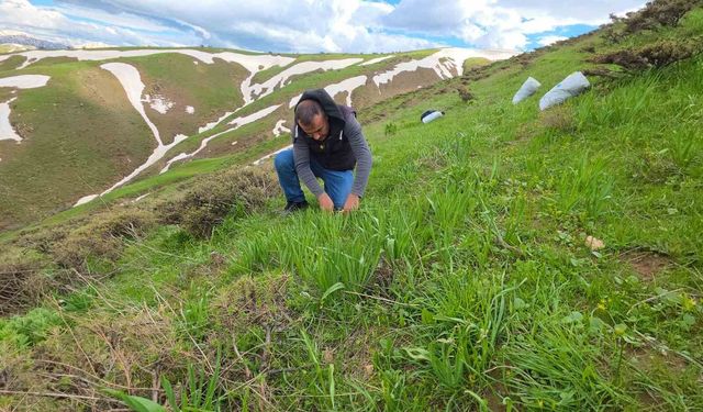 Bitlis yaylalarında çiriş otu mesaisi devam ediyor