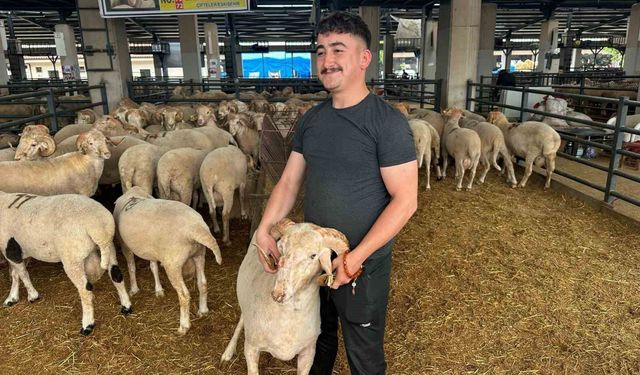 Bursa'daki sıra dışı 'gergedan boynuz'lu koç görenleri şaşırtıyor