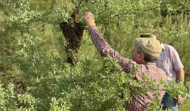 Çanakkale'de yavru arı bolluğu arı üreticilerinin yüzünü güldürdü