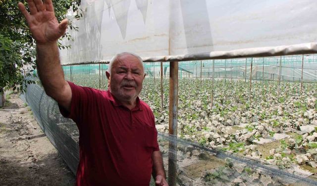 Diktiği binlerce kök fidesi sel sonrası çürüyen çiftçi: 'Bu afet Allah'tan geldi, boynumuz kıldan ince'