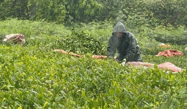 Doğu Karadeniz'de yağmur çay hasadını durdurmadı