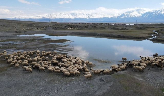 Erzincan'da sürüler meraya indi, üreticiler günlük 5-6 bin lira tasarruf sağlıyor