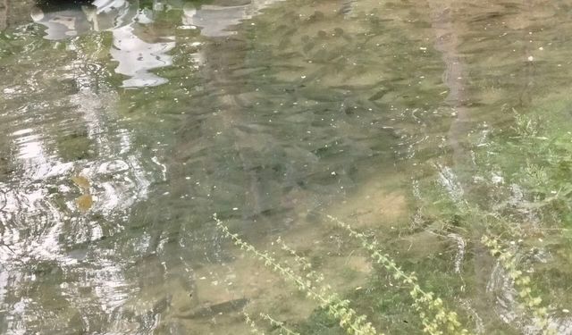 Fırat Nehri'nde akıntı arttı: Binlerce balık kıyıya akın etti