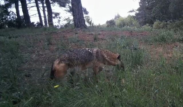 Fotokapanlar kaydetti: Ganoslar'da yaban hayatın eşsiz anları gözler önüne serildi