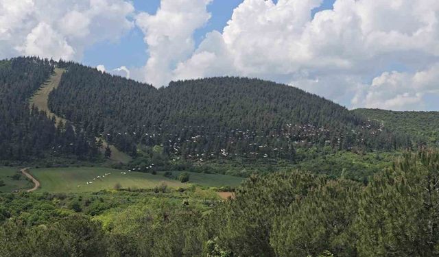 Gökyüzünde pelikan şöleni