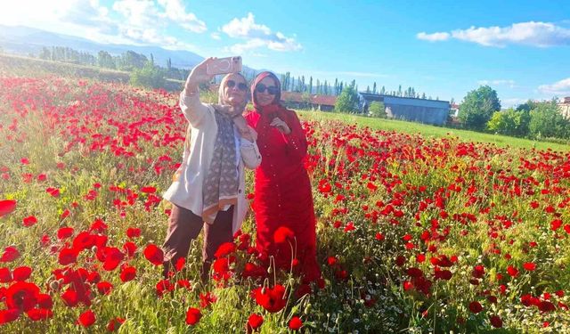 Hisarcık'ta gelinciklerin papatyalarla buluşması