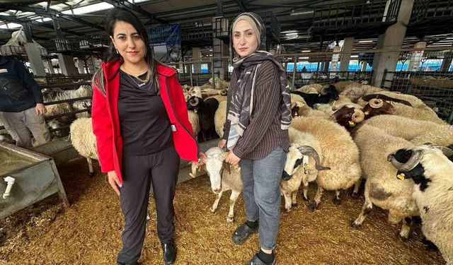 İki genç kuzen celep, Bursa'daki kurban pazarında rekabeti artırdı