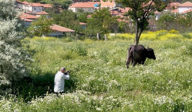 Kaçan kurbanlığın saldırısından bodruma sığınarak kurtuldu