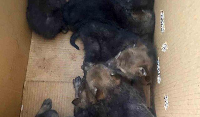 Karakoçan'da bulunan 7 yavru kurt koruma altına alındı