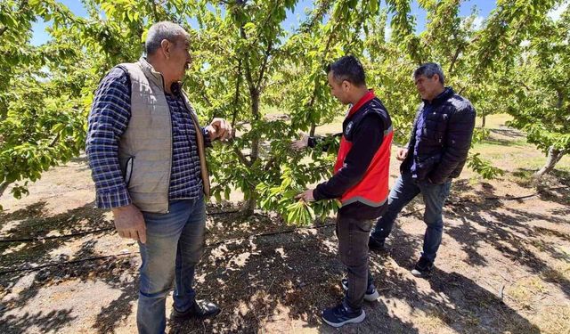Kiraz üretim alanlarında kontroller sürüyor
