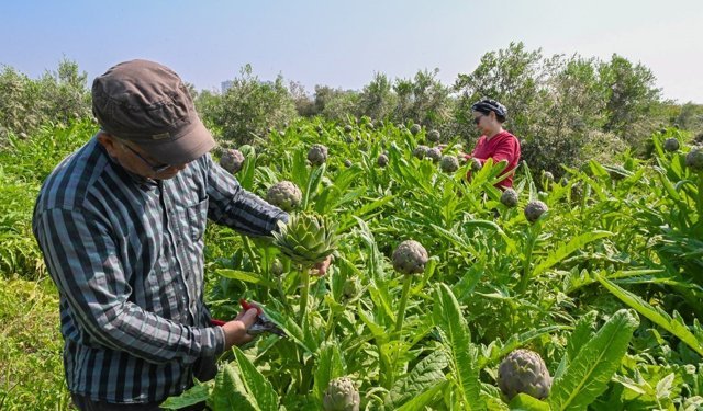 Mersin'de enginar projesi ilk hasadını verdi