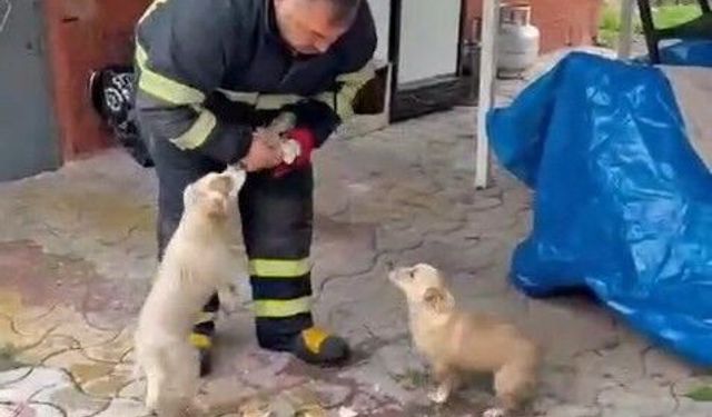 Niğde'de baraj taşkınında mahsur kalan 2 yavru köpek itfaiye ekiplerince kurtarıldı