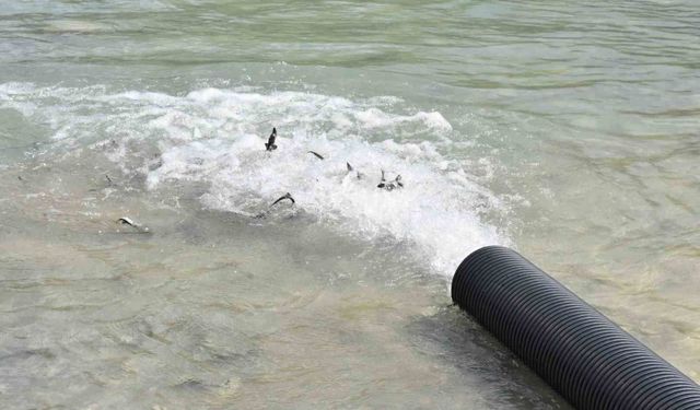 Sinop'ta 2 bin adet mersin balığı denize bırakıldı