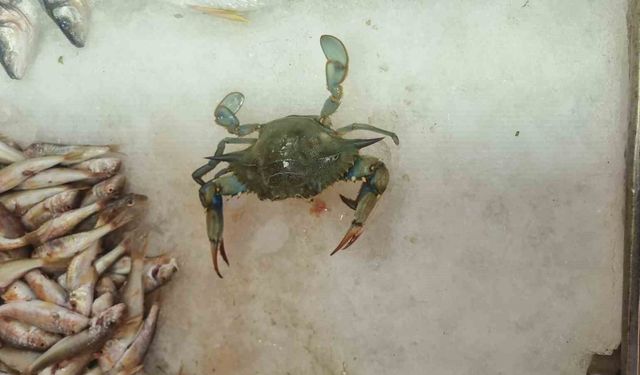 Sinop'ta balıkçı ağlarına 'mavi yengeç' takıldı