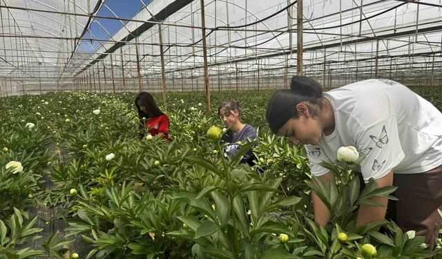 Tanesi toptancıya 150 TL'den satılıyor, Türkiye'nin 81 iline gönderiliyor