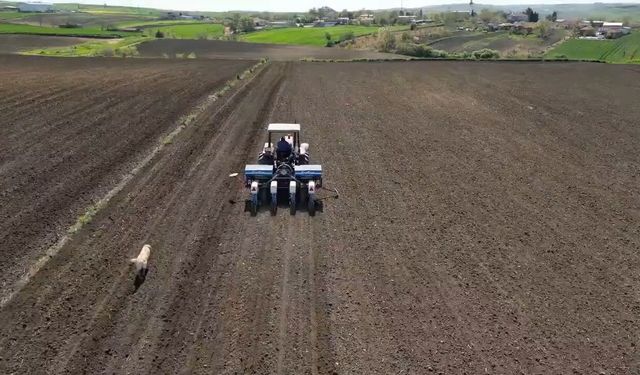 Tekirdağ'da ayçiçeği ekimi