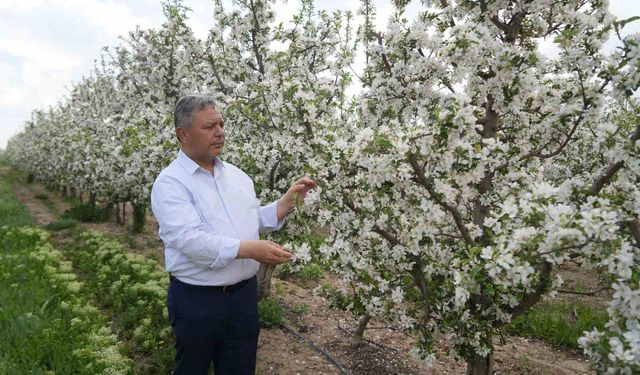 Tüccarların depo oyunu: Elmalar depolandı, ucuza satılmak istenmiyor