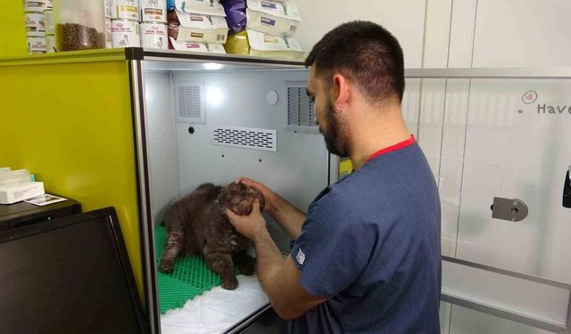 Veteriner uyardı: 'Çiğ kurban artıklarını hayvanlara vermeyin'