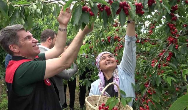 Amasya'da dalları kiraz bastı, bu yıl 50 bin ton rekolte bekleniyor