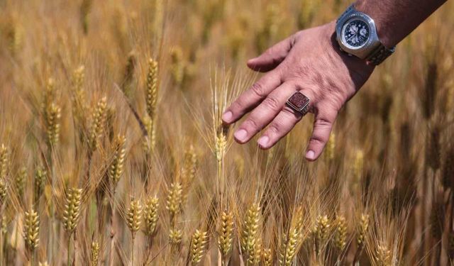 Arpa fiyatlarında düşüş üreticisini üzdü besiciyi sevindirdi