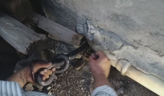 Bakmaya bile korkanlar varken o koluna dolanan 1 buçuk metrelik 2 yılanı saklandığı delikte yakaladı