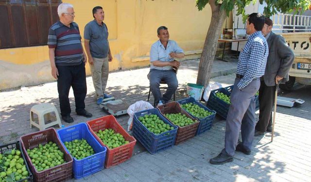Bu pazarda meyve değil sinek satılıyor