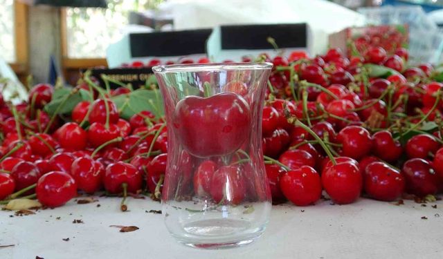 Çanakkale'de çay bardağına sığmayan Lapseki kirazında hasat başladı