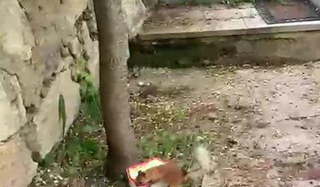 Ceviz bulamayınca kabı protesto etti: Sincap ile vatandaşın diyaloğu gülümsetti