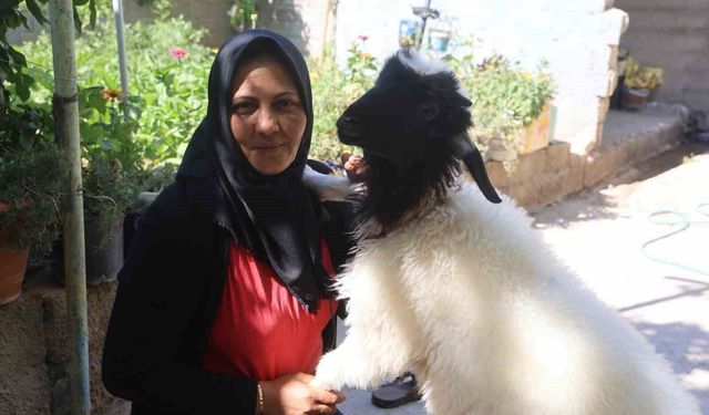 Evladını lösemiden kaybeden anne, teselliyi peşinden ayrılmayan kuzuda buldu
