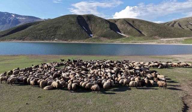 Göçerler 5 aylık yayla sezonunu Bitlis'te açtı
