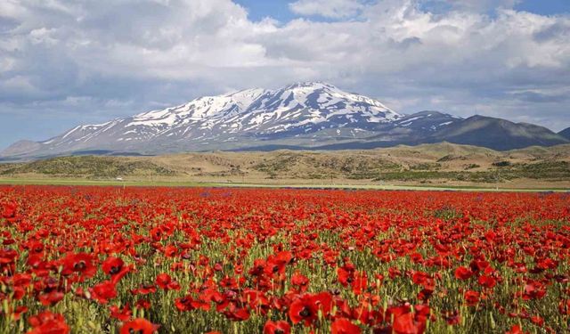 Gülistan Ovası gelinciklerle kırmızıya büründü