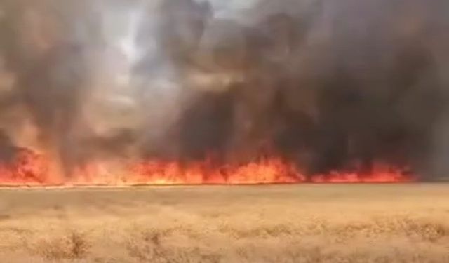 Harran'da 300 dönümlük buğday tarlasında yangın