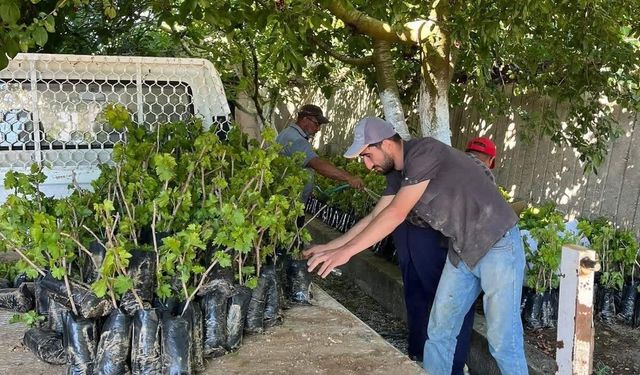 İki kardeşten üzüm üretimine milyonluk katkı